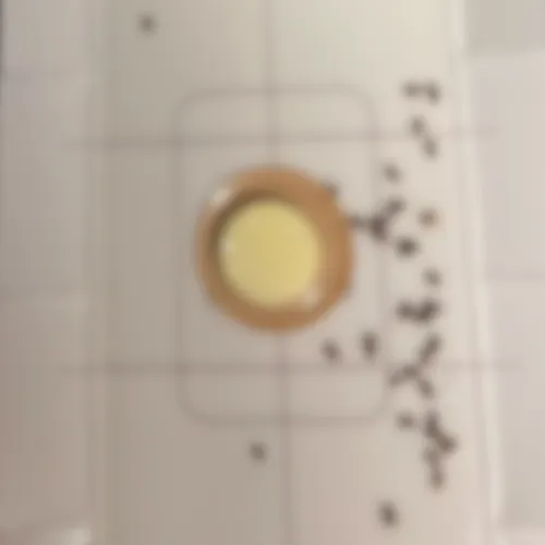 シバンムシの画像