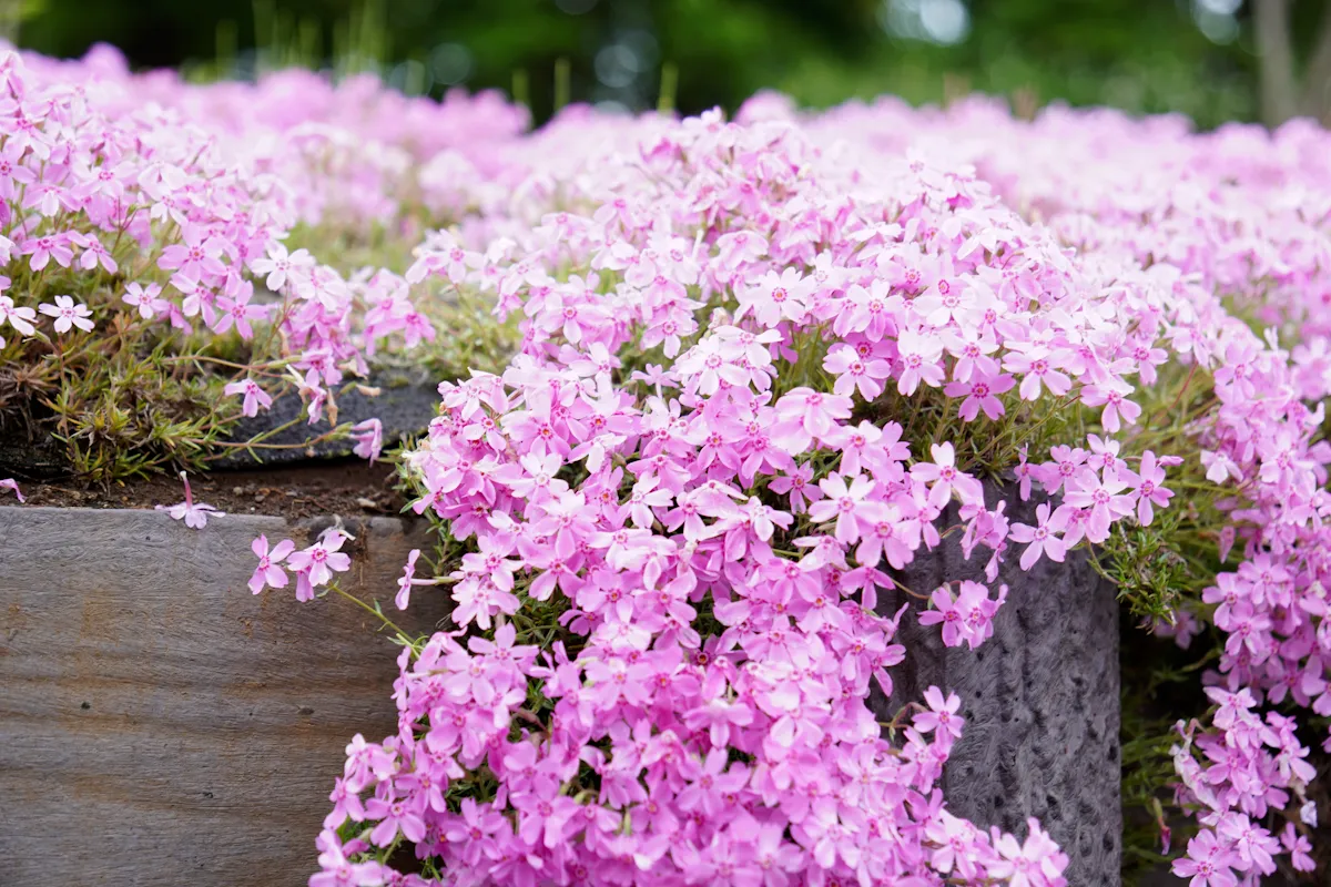 羊山公園の芝桜の写真
