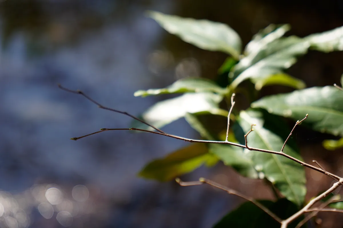 石神井公園の植物の写真