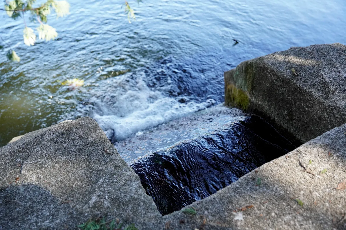 石神井公園の水面の写真
