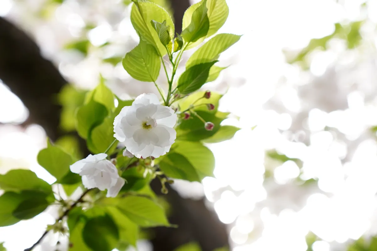 自宅の桜の写真