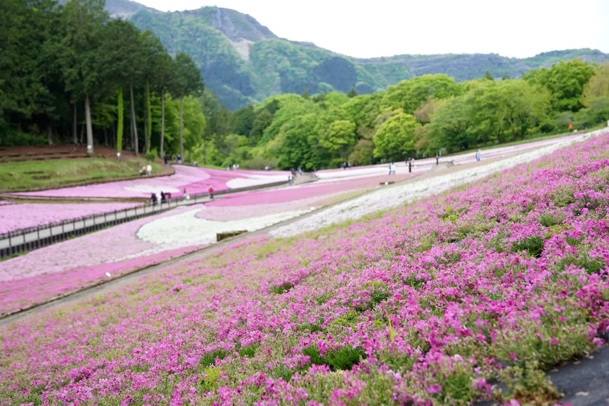 羊山公園の風景写真